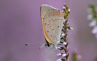 Small copper (Lycaena phlaeas)